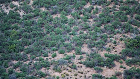 Male-Deer-Chase-Display-during-Rutting-Season-in-Mountainous-Cliffside-Terrain-in-4K-50fps-11