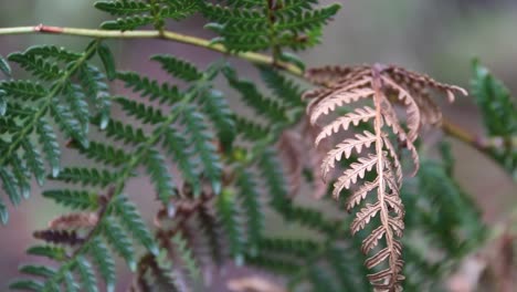 Golden-Fern-Leaf-Standing-Out-From-Green-Plant,-Pull-Focus-Shot