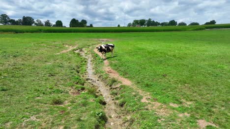 Aerial-shot-of-Holstein-cow-in-pasture-with-small-waterway