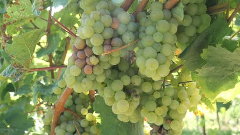 Close-up-of-a-Group-of-Ripe-Green-Wine-Grapes-on-a-Grapevine-in-Summer-Ready-to-Harvest-in-Rhineland-Palatinate,-Germany