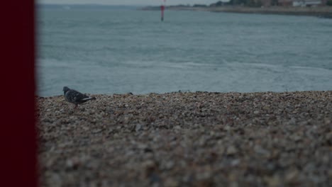Pigeon-walks-about-on-the-pebbled-beach,-cloudy-day