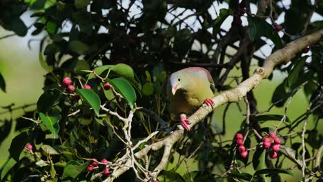 Basking-in-the-morning-sun-as-it-calls-and-moves-to-look-around-while-perched-on-a-branch-of-a-fruiting-tree,-Thick-billed-Green-Pigeon-Treron-curvirostra,-Thailand