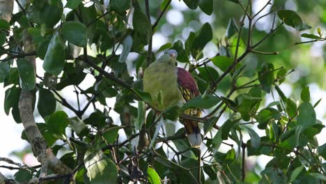 Perched-inside-the-tree-resting-after-feeding-in-the-morning,-Thick-billed-Green-Pigeon-Treron-curvirostra,-Thailand