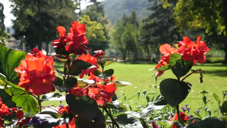 An-Einem-Schönen-Sonnigen-Tag-Wiegen-Sich-Rote-Begonienblüten-Sanft-Im-Wind-In-Einem-Stadtpark