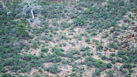 Male-Deer-Chase-Display-during-Rutting-Season-in-Mountainous-Cliffside-Terrain-in-4K-50fps-9