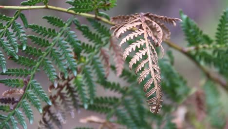 Golden-Fern-Leaf-In-Fall-Changing-From-Green,-Soft-Focus-Clip