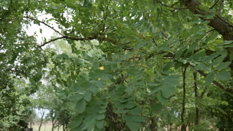 Close-up-tree-leafs-in-strongly-wind
