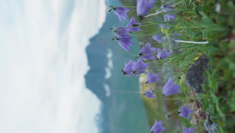 Vertical-View-Campanula-Rotundifolia,-The-Harebell-Blooming-In-Norwegian-Nature
