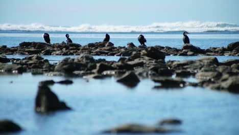 Capture-the-picturesque-scene-of-a-Karuhiruhi-group,-gracefully-perched-on-rugged-rocks-in-a-long-shot,-showcasing-the-serene-beauty-of-these-avian-wonders-in-their-natural-habitat
