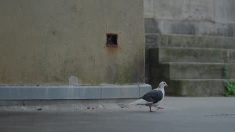 Pigeon-walking-about-on-the-floor-of-a-seaside-tower