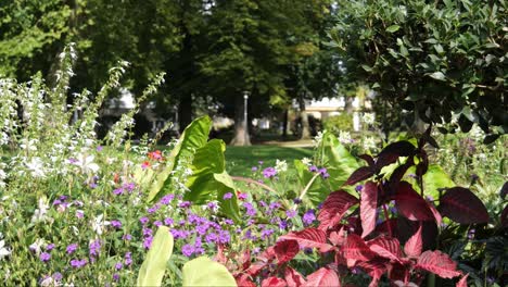 Buntes-Blumenbeet-Mit-Vielen-Verschiedenen-Blumen-In-Einem-Stadtpark
