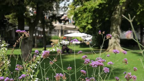 Purple-Verbena-Flowers-Gently-Swaying-in-the-Wind-at-a-City-Park