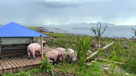 Medium-panning-shot-of-pigs-eating-at-a-covered-trough-in-a-fenced-pen-along-the-Norwegian-coast-with-storm-shrouded-mountains-in-the-background