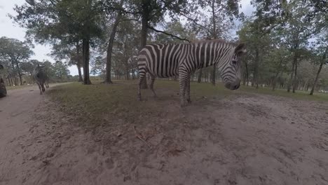 Drive-through-zoo-passing-zebras---low-angle-view