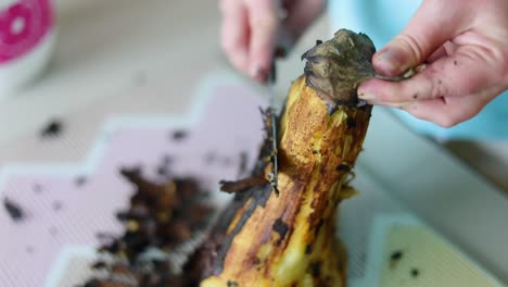 Hands-Peel-Off-Grilled-American-Eggplant.-Close-Up