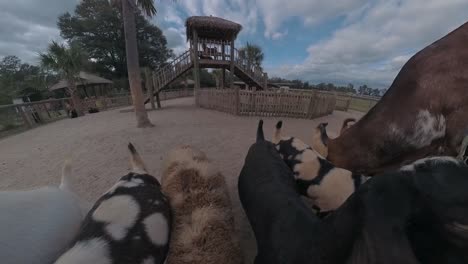 Goats-at-a-petting-zoo-farm---daytime-wide-angle-pullback-through-the-fence