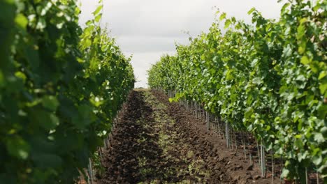 Slow-pan-between-rows-of-vineyards-in-Italy