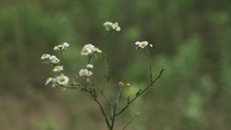 Natural-growing-flowers-in-prairie-nature