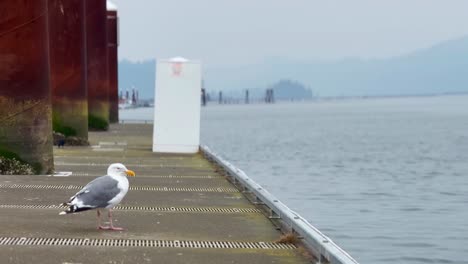 European-Herring-Gull-Standing-On-Pier.-wide