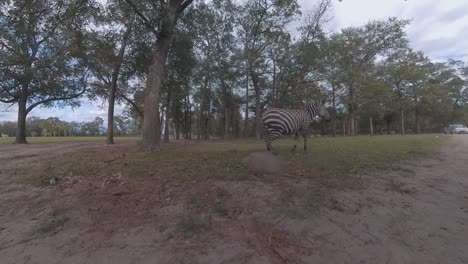 Zebras-In-Einem-Fahrenden-Zoo-–-Niedriger-Winkel,-Weiter-Winkel