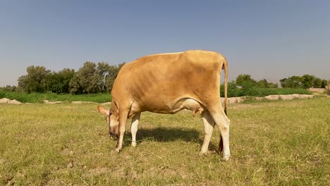 Kühe-Genießen-Frisches-Gras