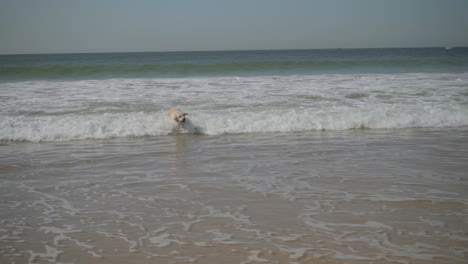 Funny-wet-labrador-playing-with-stick-in-sea.