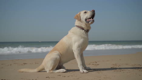 Cute-playful-labrador-playing-with-owner-on-seashore.
