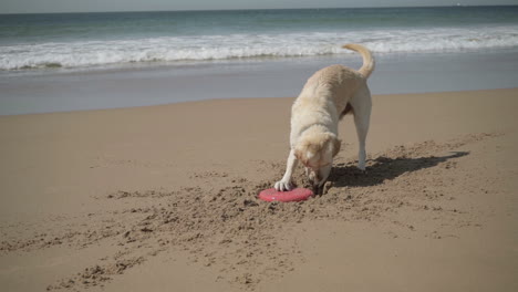 Playful-labrador-digging-flying-disc-from-sand-and-carrying-to-owner