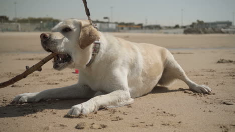Cute-labrador-playing-or-biting-stick-during-sunny-day-on-beach.