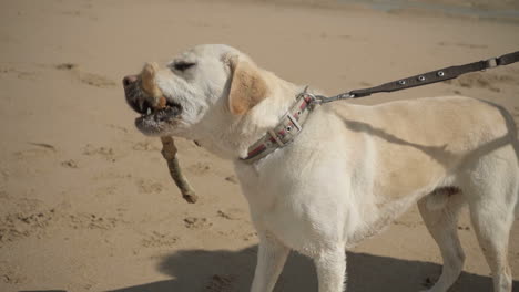 Nahaufnahme-Eines-Süßen-Labradors,-Der-Am-Strand-Mit-Einem-Stock-Spielt.
