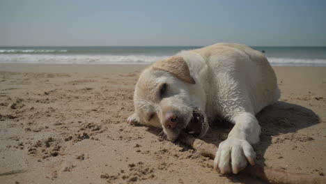 Tired-dog-biting-wooden-cane-on-sandy-seashore.