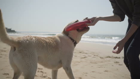 Happy-young-woman-playing-with-labrador-on-sandy-seashore.