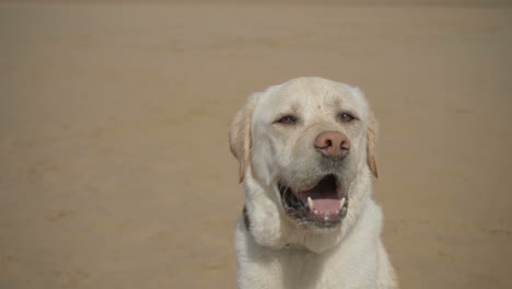 Closeup-shot-of-adorable-labrador-on-sandy-beach.