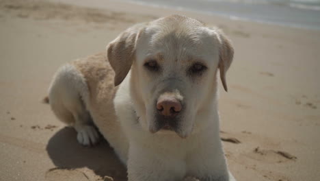 Funny-adult-labrador-lying-on-sandy-beach.