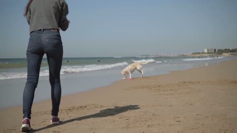 Slow-motion-shot-of-dog-catching-flying-disk-on-sandy-beach.