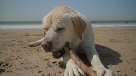 Front-view-of-labrador-biting-wooden-cane-while-lying-on-beach.