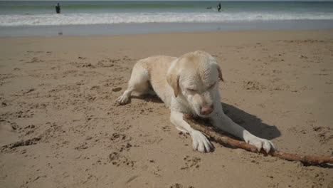 Slow-motion-shot-of-labrador-biting-wooden-stick-on-sandy-beach.