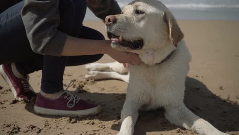 Cropped-shot-of-woman-scratching-dog-on-sandy-beach.