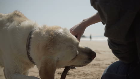 Nahaufnahme-Eines-Labradors,-Der-Einen-Holzstab-Am-Meeresufer-Beißt.