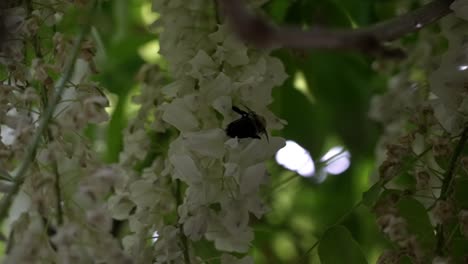 Dimly-lit-bee-navigates-its-way-across-white-bell-shaped-delicate-flowers,-bokeh-background