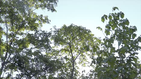 Abstrakter-Wald,-üppige-Grüne-Baumkronen,-Niedriger-Winkel,-Aufnahme-In-Zeitlupe