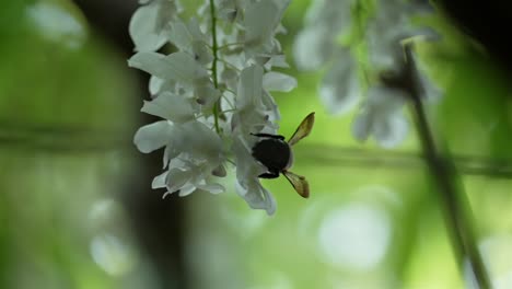 Silueta-De-Abeja-Trabajando-Para-Recolectar-Néctar-De-Una-Delicada-Flor-Blanca
