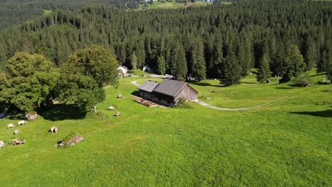 fly-around-a-grassland-green-field-agriculture-land-in-fresh-air-highlands-of-Switzerland-in-Obersee-Nafels-in-Swiss-in-summer-spring-season-local-people-job-occupy-is-herding-graze-livestock-flocks