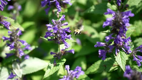 Well-illuminated-bee-flies-in-slow-motion-to-bell-shaped-flower-opening-to-gather-nectar