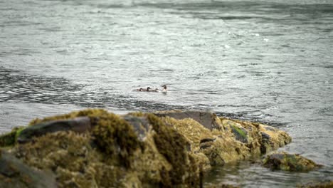 Entenmutter-Und-Entenküken-Schwimmen-In-Zeitlupe-Durch-Den-See,-Während-Regentropfen-Auf-Die-Oberfläche-Fallen