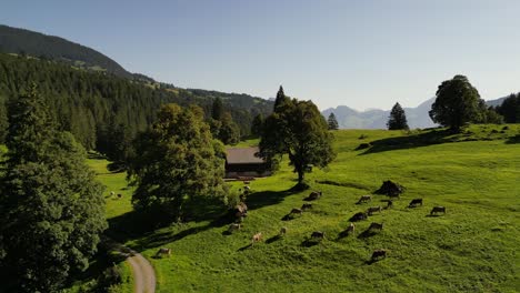 Animal-husbandry-and-growing-livestock-horse-riding-shepherds-move-flocks-sheep-cow-for-agriculture-purposes-milk-meat-and-local-people-product-in-Alps-Swiss-highlands-mountain-forest-pine-tree-nature