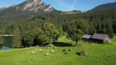 Side-lake-beach-and-livestock-sheep-goat-cow-to-make-fresh-healthy-organic-local-food-dairy-milk-in-highland-rural-area-Switzerland-people-in-Alpine-Alps-mountain-green-field-in-swiss-obersee-nafels
