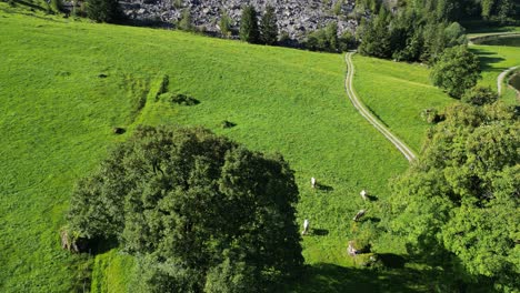 Die-Landwirtschaftsindustrie-In-Der-Schweiz-Züchtet-Kühe,-Schafe-Und-Vieh-In-Ländlichen-Gebieten.-Dorfleben-Im-Berghochland-Der-Schweiz.-Grünes-Feld,-Wiesen,-Alpen,-Alpine-Wildnis,-Malerischer-Sonnenuntergang,-Wundervolle-Landschaft