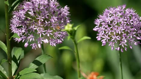 Biene-Jagt-Blumenstrauß-Hinterher,-Der-Ball-Schwankt-Im-Wind-Und-Versucht,-Das-Gleichgewicht-Zu-Halten-Und-Sich-Nur-Schwer-Zu-Verbinden