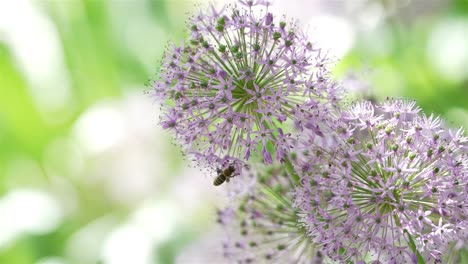 Honigbiene-Kriecht-Kopfüber-Balancierend-Und-Sammelt-Nektar-Aus-Einer-Rosa-weißen-Blumenzwiebelpflanze,-Bevor-Sie-Abfällt